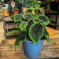 monstera deliciosa swiss cheese plant 9cm pot