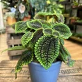 monstera deliciosa swiss cheese plant 9cm pot