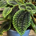 monstera deliciosa swiss cheese plant 9cm pot