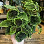 Pilea Peperomoides Alumi Moon Valley 14cm pot