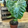 monstera deliciosa swiss cheese plant 9cm pot