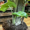 monstera deliciosa swiss cheese plant 9cm pot
