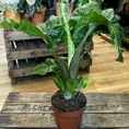 monstera deliciosa swiss cheese plant 9cm pot