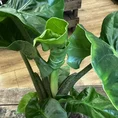 monstera deliciosa swiss cheese plant 9cm pot