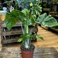 monstera deliciosa swiss cheese plant 9cm pot