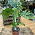 monstera deliciosa swiss cheese plant 9cm pot