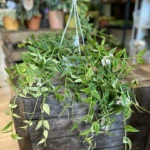 Hoya Bella Wax Plant 12cm pot