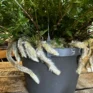 fittonia nerve plant 8.5cm pot