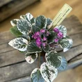 saintpaulia african violet hovariagata pink variegated 12cm pot