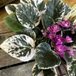 Saintpaulia African Violet Hovariagata Pink Variegated 12cm pot