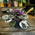 saintpaulia african violet hovariagata pink variegated 12cm pot