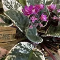 saintpaulia african violet hovariagata pink variegated 12cm pot