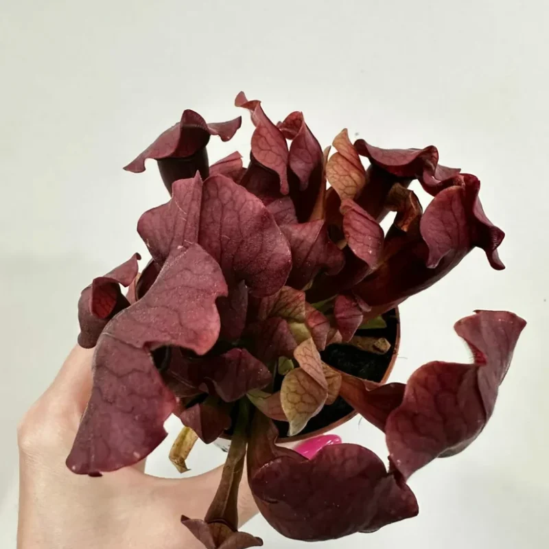 carnivorous butterwort pinguicula agnata 8cm pot carnivorous butterwort pinguicula agnata 8cm pot