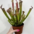 carnivorous butterwort pinguicula agnata 8cm pot