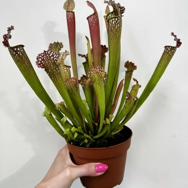 carnivorous butterwort pinguicula agnata 8cm pot carnivorous butterwort pinguicula agnata 8cm pot