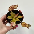 carnivorous butterwort pinguicula agnata 8cm pot