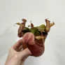 carnivorous butterwort pinguicula agnata 8cm pot