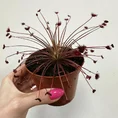 Carnivorous Sundew Drosera Paradoxa in 8cm pot. held up to camera on a white wall background