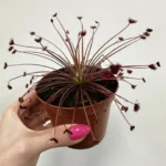 Carnivorous Sundew Drosera Paradoxa 8cm pot