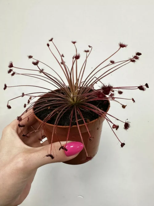Carnivorous Sundew Drosera Paradoxa in 8cm pot. held up to camera on a white wall background