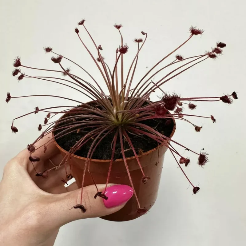 Carnivorous Sundew Drosera Paradoxa in 8cm pot. held up to camera on a white wall background