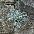 air plant tillandsia large