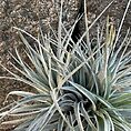 air plant tillandsia large