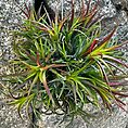 air plant tillandsia large