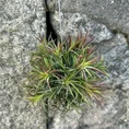 air plant tillandsia large