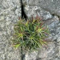 air plant tillandsia large
