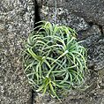 air plant tillandsia large