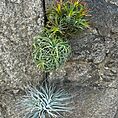 air plant tillandsia large