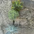 air plant tillandsia large