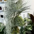 air plant tillandsia large