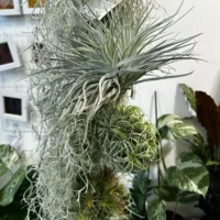air plant tillandsia large