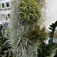 air plant tillandsia large