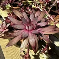 carnivorous butterwort pinguicula agnata 8cm pot