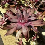 Sempervivum Houseleek Succulent Large Rustic Terracotta Pot 15cm