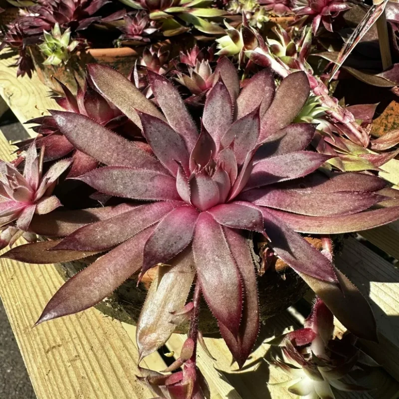 carnivorous butterwort pinguicula agnata 8cm pot