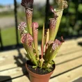 carnivorous butterwort pinguicula agnata 8cm pot