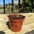 carnivorous butterwort pinguicula agnata 8cm pot