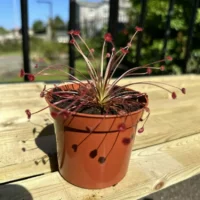 carnivorous butterwort pinguicula agnata 8cm pot