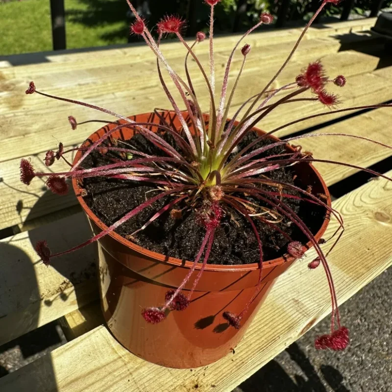 carnivorous butterwort pinguicula agnata 8cm pot carnivorous butterwort pinguicula agnata 8cm pot