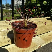carnivorous butterwort pinguicula agnata 8cm pot