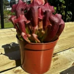 Carnivorous Sarracenia Trumpet Pitcher Maroon 8cm pot