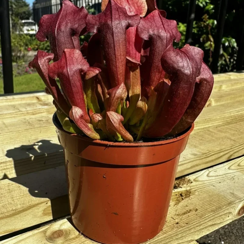 Carnivorous Sarracenia Trumpet Pitcher Maroon houseplant in brown plastic pot on wooden table in the sun