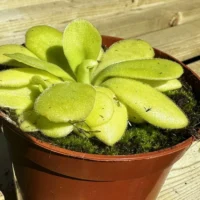 closeup ofcarnivorous butterwort pinguicula agnata houseplant in a 8cm pot on wooden table outside in sun