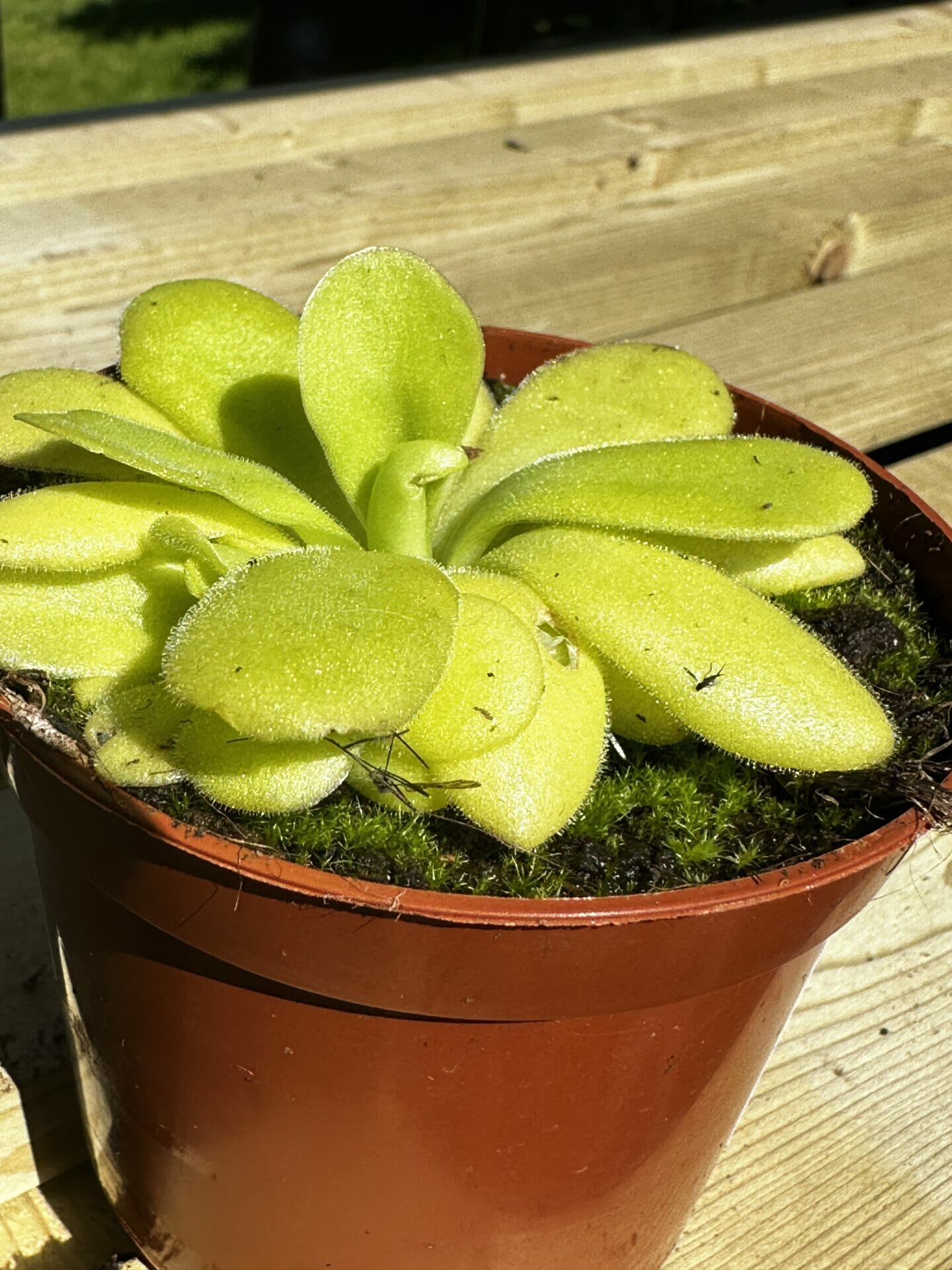 closeup ofcarnivorous butterwort pinguicula agnata houseplant in a 8cm pot on wooden table outside in sun