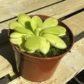 carnivorous butterwort pinguicula agnata 8cm pot