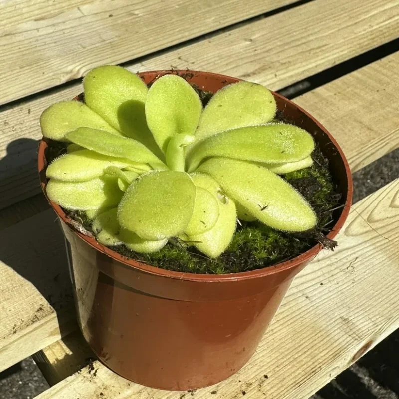 carnivorous butterwort pinguicula agnata 8cm pot carnivorous butterwort pinguicula agnata 8cm pot